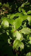 Dendroxena quadrimaculata