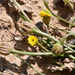 Hedypnois cretica - Photo (c) javiercarela, algunos derechos reservados (CC BY-NC)
