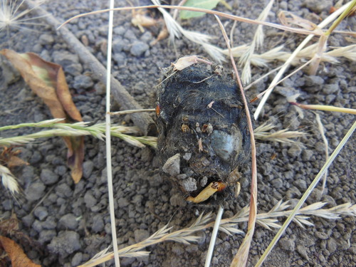 Strigiformes