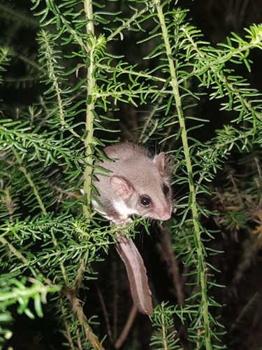 Narrow-toed Feather-tailed Glider (Acrobates pygmaeus)