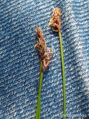 Eleocharis uniglumis