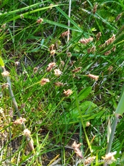 Eleocharis uniglumis