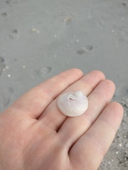 Sigapatella novaezelandiae