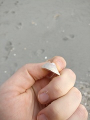 Sigapatella novaezelandiae