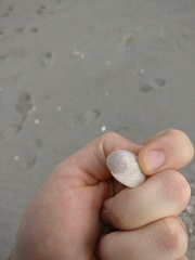 Sigapatella novaezelandiae