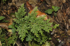 Selaginella harrisii