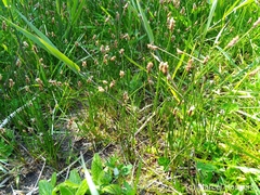 Eleocharis uniglumis