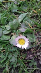 Bellis perennis