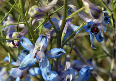 Delphinium parishii parishii
