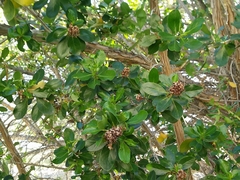 Escallonia myrtoidea