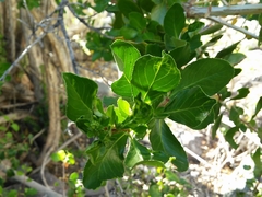 Escallonia myrtoidea