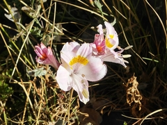 Alstroemeria pallida