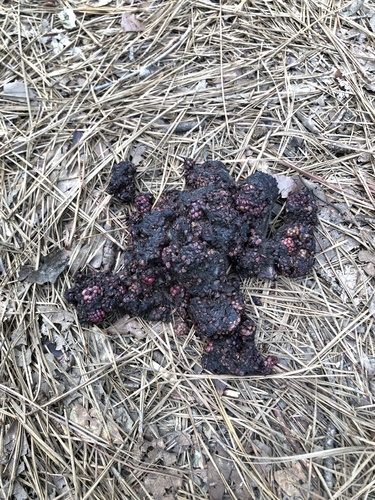 American Black Bear photographed in Mississippi