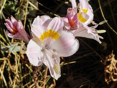 Alstroemeria pallida