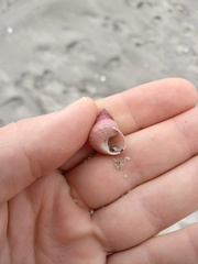 Micrelenchus purpureus