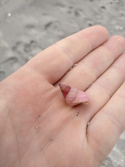 Micrelenchus purpureus