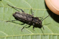 Xylotrechus rusticus