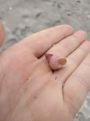 Micrelenchus purpureus