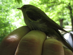Phylloscopus ibericus