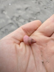 Micrelenchus purpureus