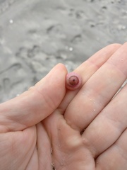 Micrelenchus purpureus