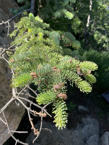 Meyer's spruce (Picea meyeri)