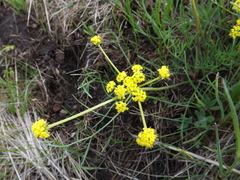 Lomatium triternatum