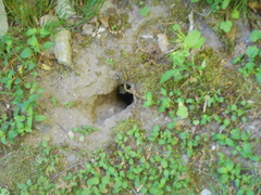 Tamias striatus