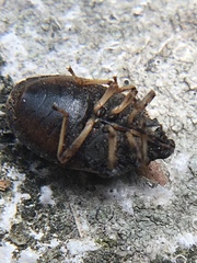 Podops inunctus