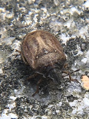 Podops inunctus