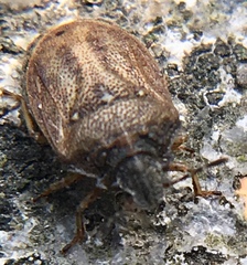 Podops inunctus