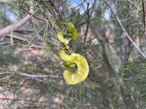 Senna circinnata observed 2024-06-08