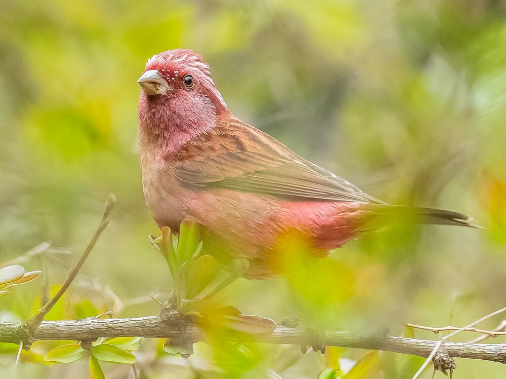 Pink-browed Rosefinch (Carpodacus rodochroa) photo