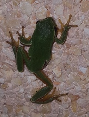 Hyla molleri