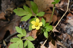 Ranunculus hispidus nitidus