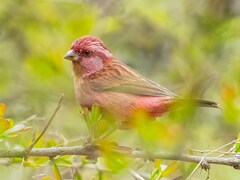 Pink-Browed Rosefinch photo 2