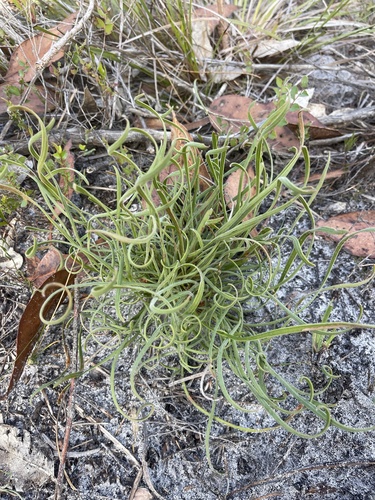 Conospermum capitatum (Conospermum capitatum)