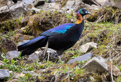 Chinese Monal photo 1