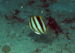 Parachaetodon ocellatus