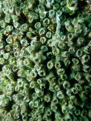 Cladocora caespitosa