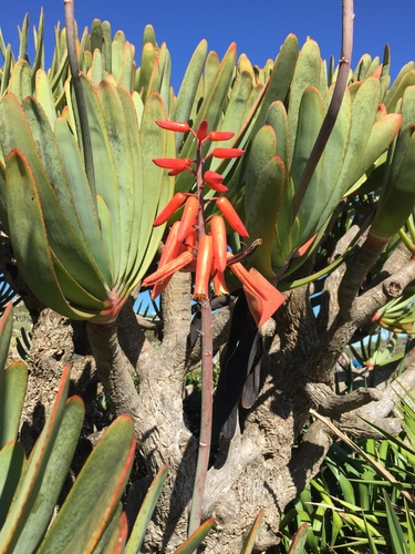 Kumara