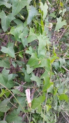 Calystegia occidentalis