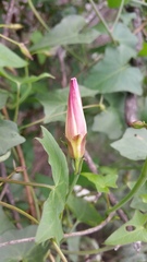 Calystegia occidentalis