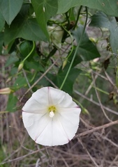 Calystegia occidentalis