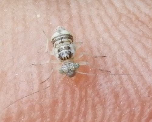 Mesopsocidae