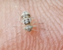Mesopsocidae