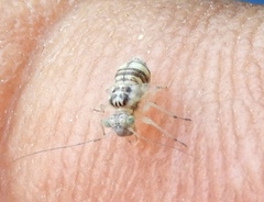 Mesopsocidae