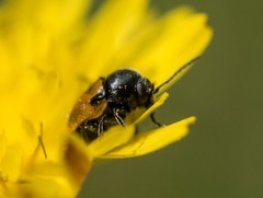 Cryptocephalus rugicollis