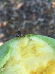 Anastrepha serpentina