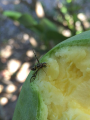 Anastrepha serpentina